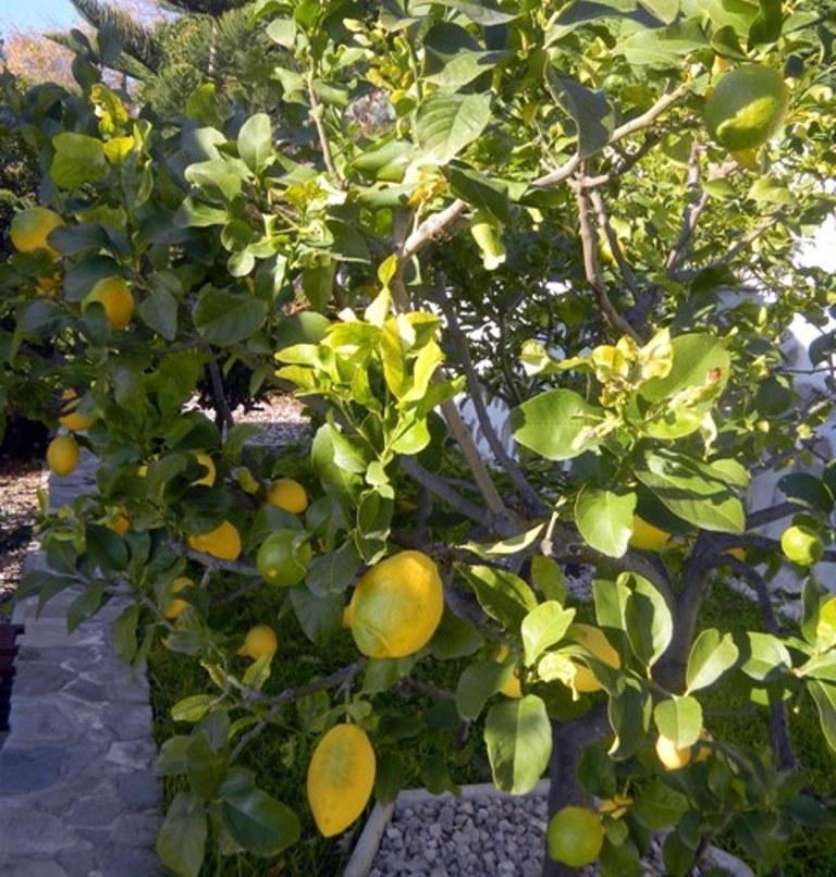 Les Mimosas Bed and Breakfast Menton Exterior foto